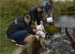 В Цимлянское водохранилище выпустили миллионы мальков рыбы-камышееда
