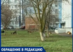 «Агрессивные собаки - хозяева двора!»: жители многоэтажки не могут спать из-за воя псов и боятся за детей