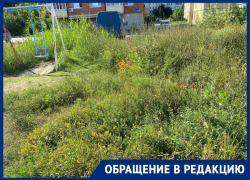 Травой с человеческий рост обросла детская площадка в центре Волгодонска