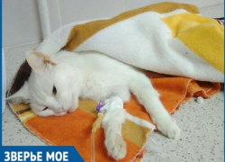 Прием контрацептивов спровоцировал у 13-летней кошки болезнь и операцию по удалению матки