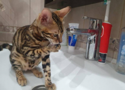 10 дней без горячей воды: Волгодонск ждут большие гидравлические испытания