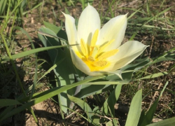 Желто-белое Солнце в зеленой степи: в Ростовской области зацвели двуцветковые тюльпаны