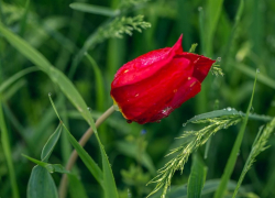 В Орловском районе пройдет фестиваль цветущих тюльпанов «Воспетая степь» 