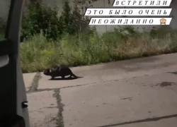 На набережной Волгодонска заметили огромную зубастую водяную «крысу»