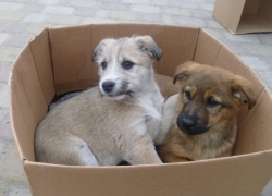 Двум маленьким щенкам с улицы пытаются найти дом в Волгодонске