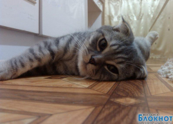 Степан (второй) — тридцать девятый участник конкурса «Самый красивый кот Волгодонска»