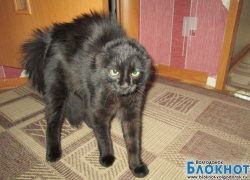 Чапа — 52-я участница  конкурса «Самый красивый кот Волгодонска»