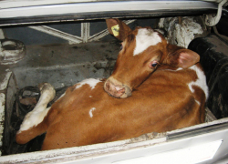 Четырех коров украли у фермера в Волгодонском районе 