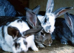 В селе Дубовское с подворья украли кроликов