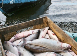 Браконьеры выловили более 300 штук рыбы из акваторий Цимлянского водохранилища и Сухо-Соленовского залива