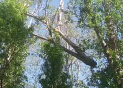 Смертельно опасная коряга испугала родителей волгодонских школьников