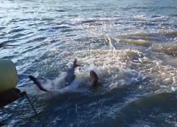 На Ростовской АЭС выпустили в водоём-охладитель восемь тонн рыб-камышеедов