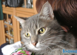 Маркиз - 58-й участник конкурса «Самый красивый кот Волгодонска»