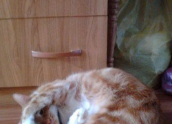 Персик №2 — тридцатый участник конкурса «Самый красивый кот Волгодонска»