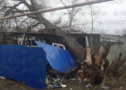 Рухнувшее от ветра огромное дерево разрушило дом в Волгодонском районе