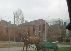 Волгодонец припарковал лошадь с телегой прямо посреди улицы Гагарина