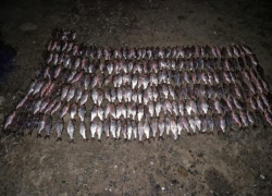 До пяти лет тюрьмы грозит попавшимся с поличным браконьерам в акватории Цимлянского водохранилища