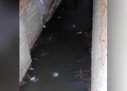 "Жители дома сами засорили канализацию": коммунальщики назвали причину фекальной вони в подвале переулка Донской,34