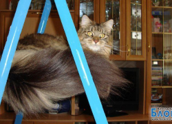 Фея — 51-я участница конкурса «Самый красивый кот Волгодонска»