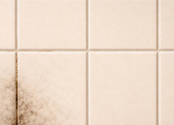 Почему в ванных комнатах появляется плесень и как от неё избавиться?