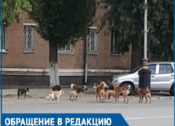 Своры бездомных собак - одна из главных проблем города, - волгодонцы