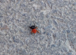 В Волгодонске обнаружили паука, занесенного в Красную книгу