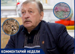 «Это совершенная машина для убийства»: эксперт Александр Липкович о пуме в Цимлянском районе 