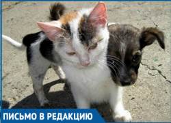 Весь двор был усыпан мертвыми животными, - волгодончанка о массовом отравлении кошек и собак на Степной