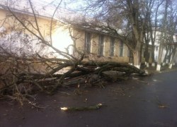 На Ленина огромное дерево валяется посреди проезжей части, - читатель