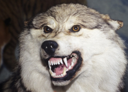 Под Волгодонском мужчина голыми руками задушил бешеного волка, напавшего на его пса