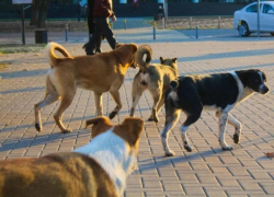 Следственный комитет заинтересовался нападениями бродячих собак в Волгодонске