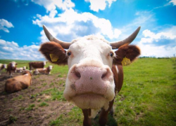 Дерзкое похищение кубанской буренки волгодончанкой получило резонанс в краснодарских СМИ