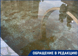 Десятки головастиков завелись в фонтане в сквере «Машиностроителей» 