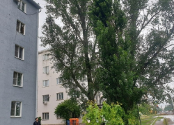 «Чертов тополь» на Маяковского кронируют после обращения в «Блокнот»