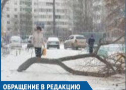 Коммунальщики бросили спиленное дерево и перекрыли въезд во дворы на улице Энтузиастов в Волгодонске 