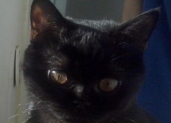 Юличка — двадцать третья участница конкурса «Самый красивый кот Волгодонска»