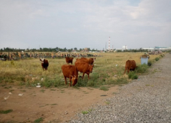 Могилы волгодонцев оскверняются: пастухи превратили кладбище №3 в пастбище для коров