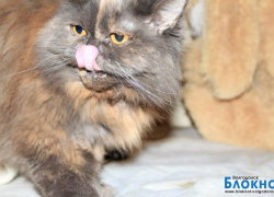 Фаня — 47-я участница конкурса «Самый красивый кот Волгодонска»