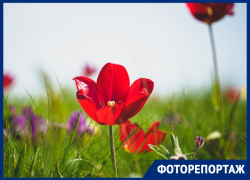 Как выглядят самые большие тюльпанные поля в Ростовской области на берегах Маныча