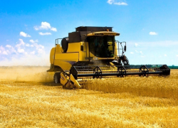 Датчане передумали выращивать пшеницу в Зимовниковском районе