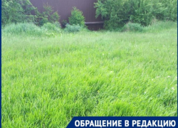 «Рассадник для клещей»: на высокую траву в районе стадиона «Труд» жалуются волгодонцы