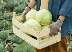 Как сохранить урожай капусты: простые секреты от гнили и увядания