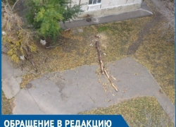 Спилили и оставили: жителям Волгодонска мешают лежащие на дорогах деревья