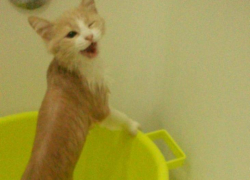 Нюша — тринадцатая участница конкурса «Самый красивый кот Волгодонска»