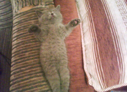 Никушка — тридцать первая участница конкурса «Самый красивый кот Волгодонска»