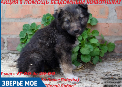 Люди смогут помочь бездомным животным во время благотворительной акции в Волгодонске