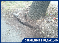 Аварийное дерево может упасть на газовую трубу и пешеходов, - волгодонец 