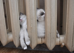 Почему в пяти районах области дали отопление, а в Волгодонске нет?, - читатель 