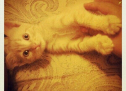 Суп — двадцать девятый участник конкурса «Самый красивый кот Волгодонска»