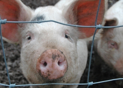 В Морозовском районе снят карантин из-за Африканской чумы свиней